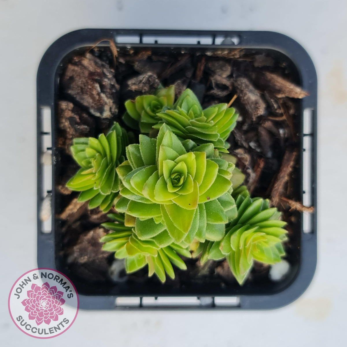 Crassula 'Estagonal'