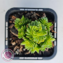 Load image into Gallery viewer, Crassula estagonal - John &amp; Norma&#39;s Succulents
