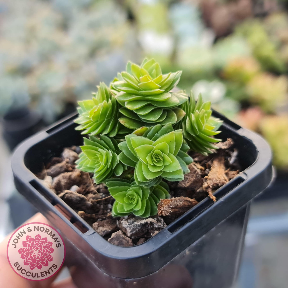 Crassula 'Estagonal'