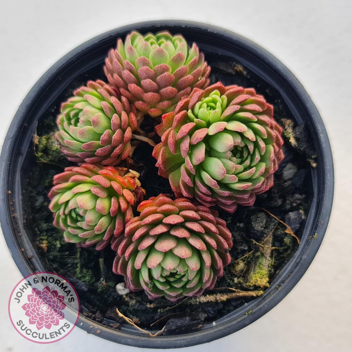 Rosularia Platyphylla