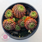 Rosularia Platyphylla