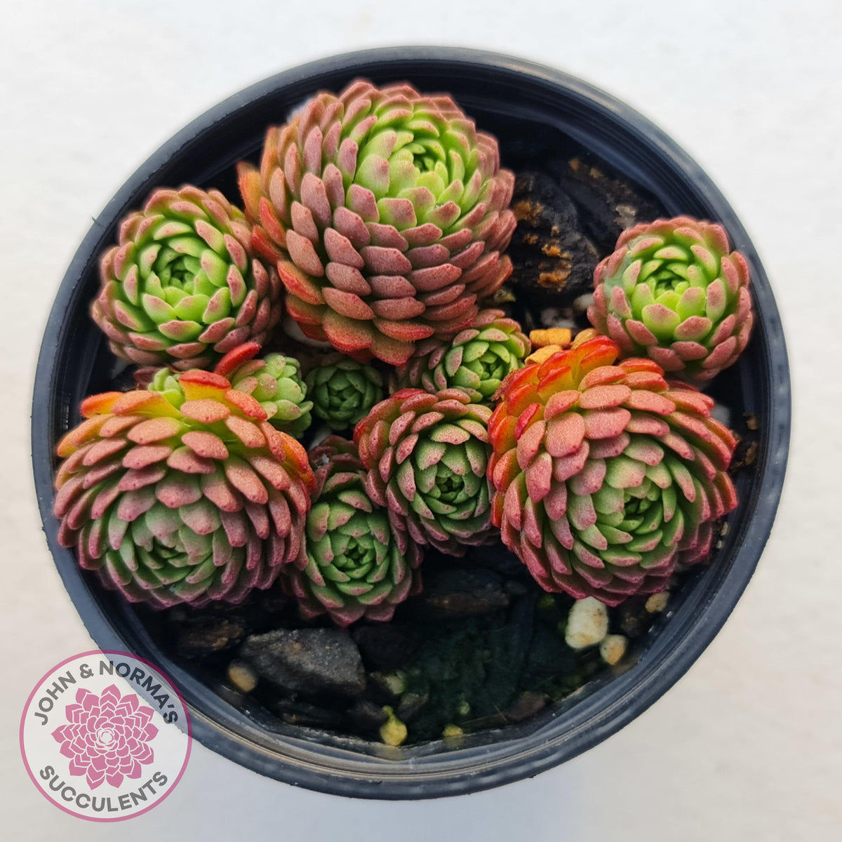 Rosularia Platyphylla