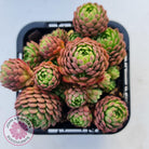 Rosularia Platyphylla