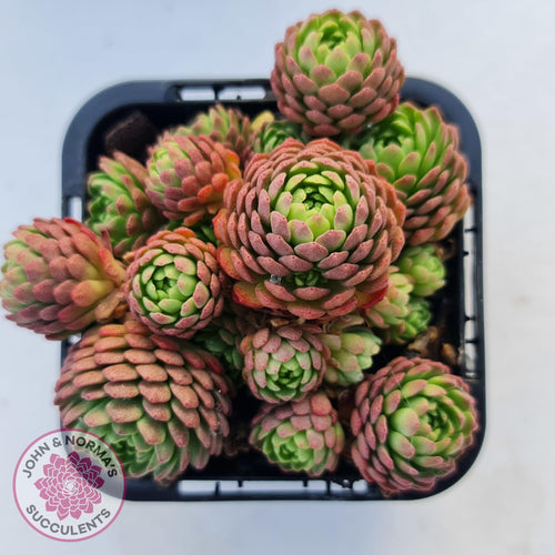 Rosularia Platyphylla - John & Norma's Succulents