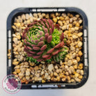Rosularia Platyphylla