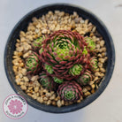 Rosularia Platyphylla