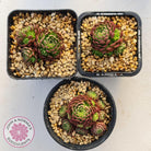 Rosularia Platyphylla