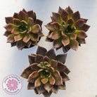 Echeveria Black Prince
