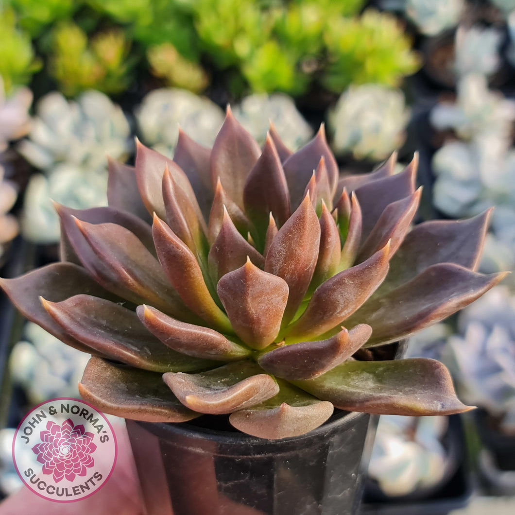 crested black prince succulent Buy Echeveria Black Prince Australia