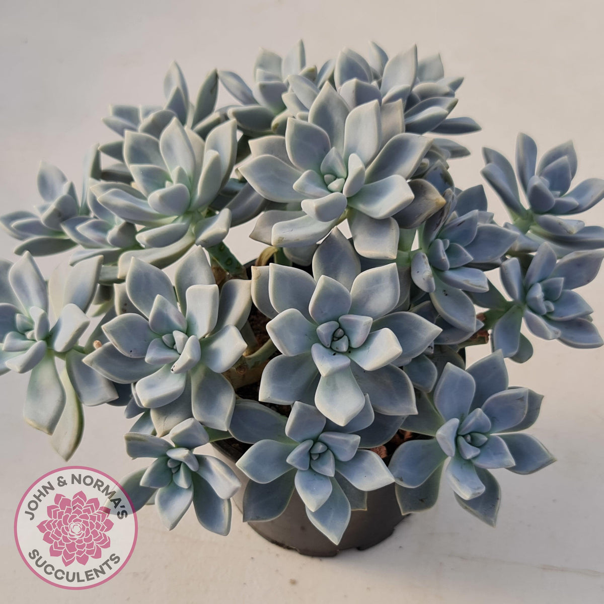Graptopetalum 'Ghost Plant'