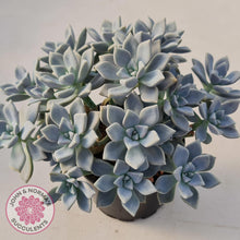 Load image into Gallery viewer, Graptopetalum &#39;Ghost Plant&#39; - John &amp; Norma&#39;s Succulents

