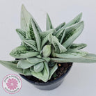 Gasteraloe cv. 'Green Ice'