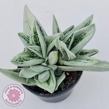 Load image into Gallery viewer, x Gasteraloe cv. Green Ice - John &amp; Norma&#39;s Succulents
