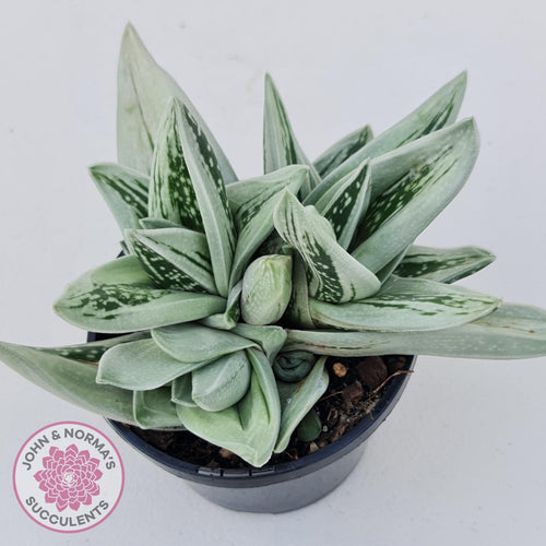 x Gasteraloe cv. Green Ice - John & Norma's Succulents