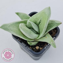 Load image into Gallery viewer, x Gasteraloe cv. Green Ice - John &amp; Norma&#39;s Succulents
