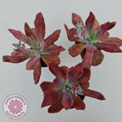 Echeveria Diamond State Variegata
