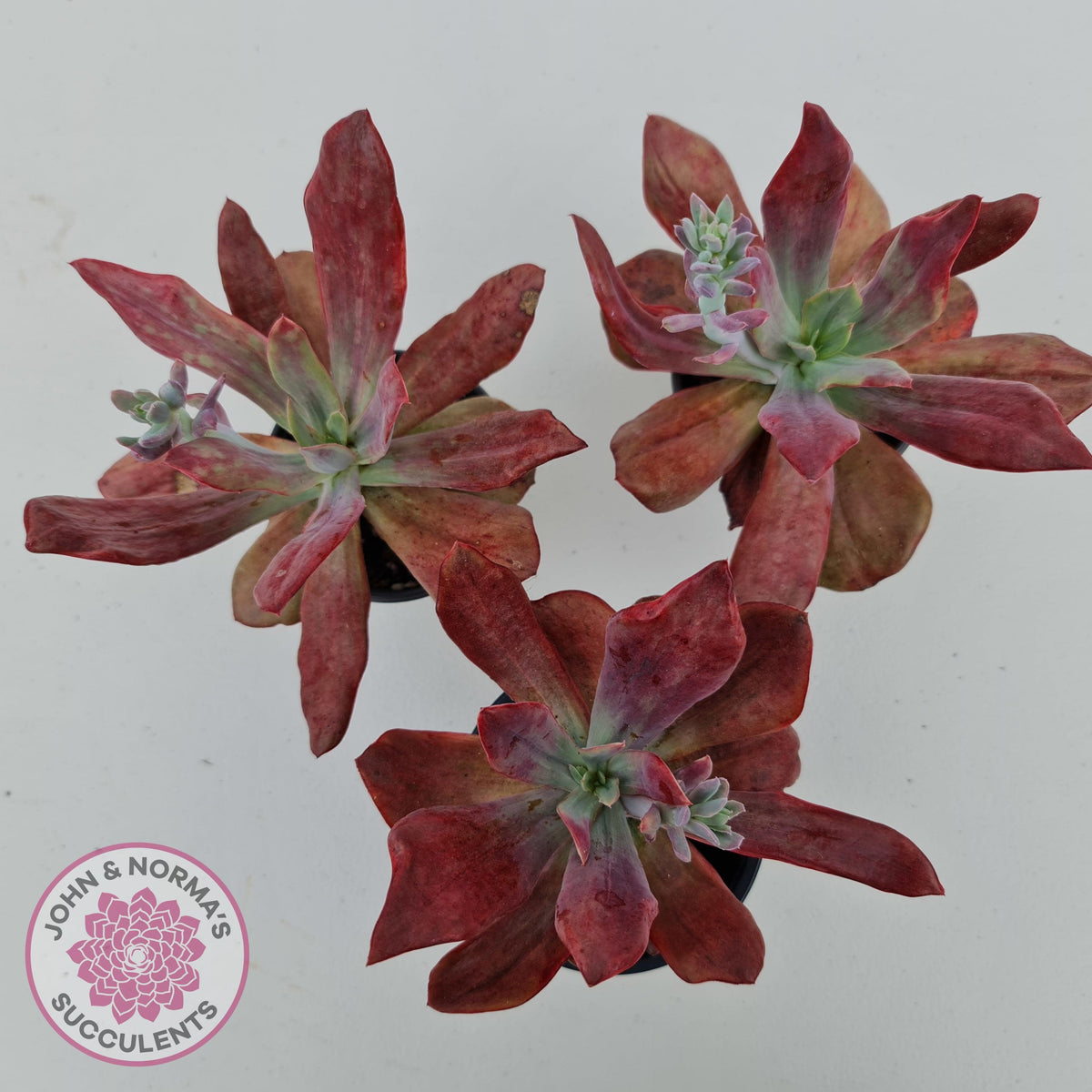 Echeveria Diamond State Variegata