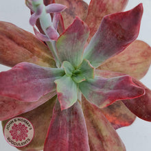 Load image into Gallery viewer, Echeveria Diamond State Variegata - John &amp; Norma&#39;s Succulents
