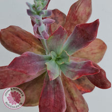 Load image into Gallery viewer, Echeveria Diamond State Variegata - John &amp; Norma&#39;s Succulents
