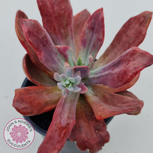 Load image into Gallery viewer, Echeveria Diamond State Variegata - John &amp; Norma&#39;s Succulents
