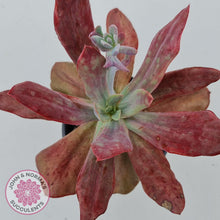 Load image into Gallery viewer, Echeveria Diamond State Variegata - John &amp; Norma&#39;s Succulents
