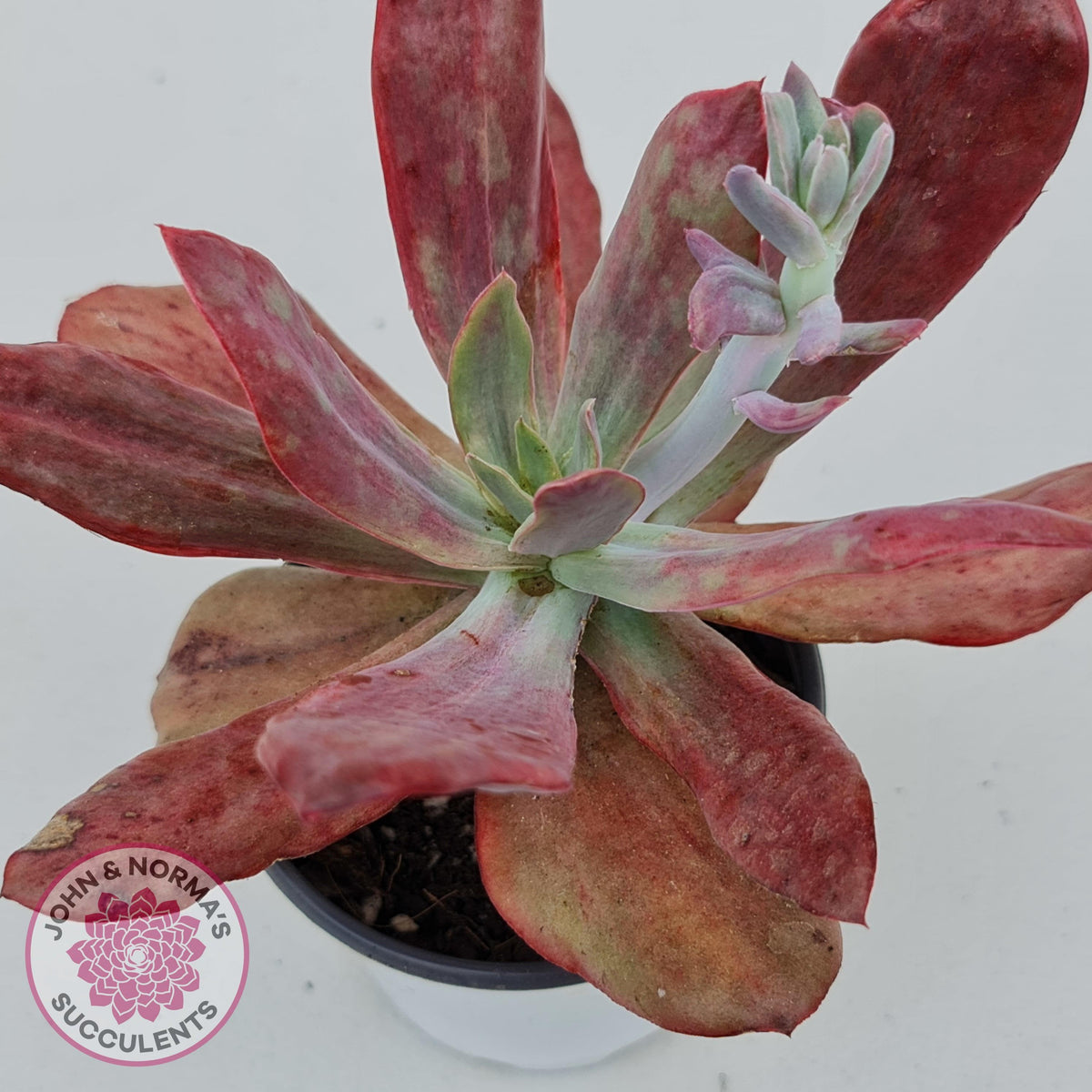 Echeveria Diamond State Variegata