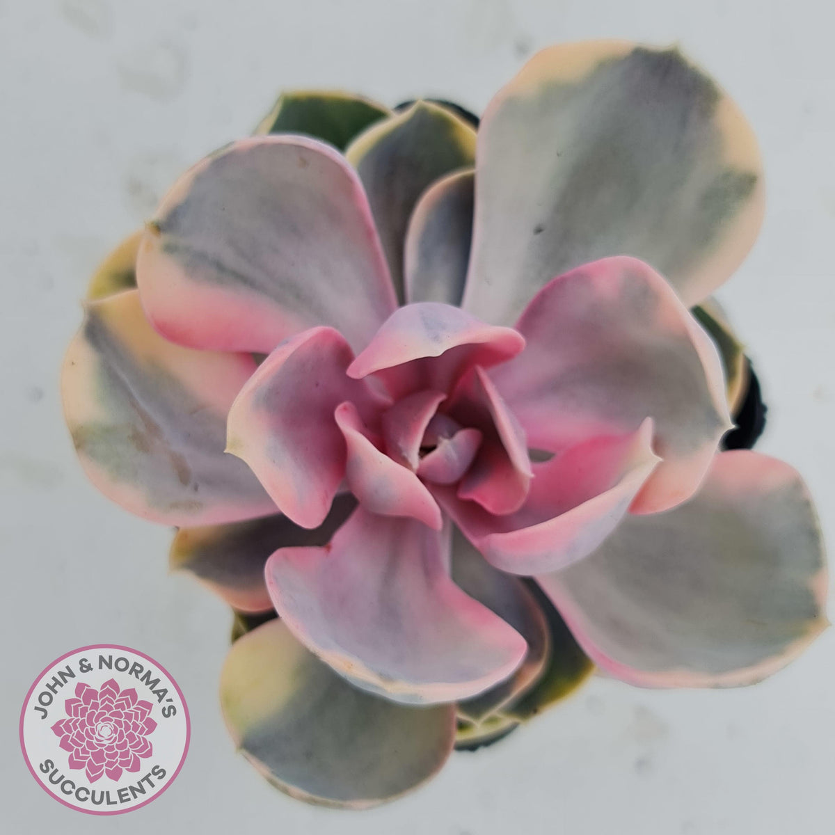 Echeveria West Rainbow