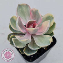 Load image into Gallery viewer, Echeveria West Rainbow - John &amp; Norma&#39;s Succulents
