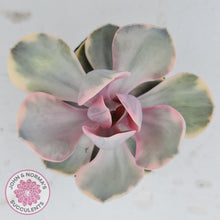 Load image into Gallery viewer, Echeveria West Rainbow - John &amp; Norma&#39;s Succulents
