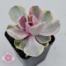 Load image into Gallery viewer, Echeveria West Rainbow - John &amp; Norma&#39;s Succulents
