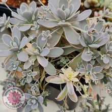 Load image into Gallery viewer, Orostachys iwarenge var. boehmeri - Variegated Chinese Dunce Cap - Cuttings - John &amp; Norma&#39;s Succulents
