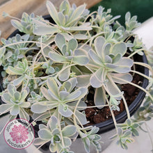 Load image into Gallery viewer, Orostachys iwarenge var. boehmeri - Variegated Chinese Dunce Cap - Cuttings - John &amp; Norma&#39;s Succulents
