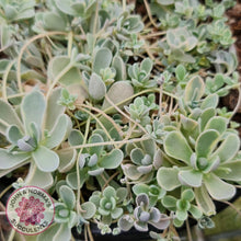 Load image into Gallery viewer, Orostachys iwarenge var. boehmeri - Variegated Chinese Dunce Cap - Cuttings - John &amp; Norma&#39;s Succulents
