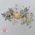 Orostachys iwarenge var. boehmeri - Variegated Chinese Dunce Cap - Cuttings x 4