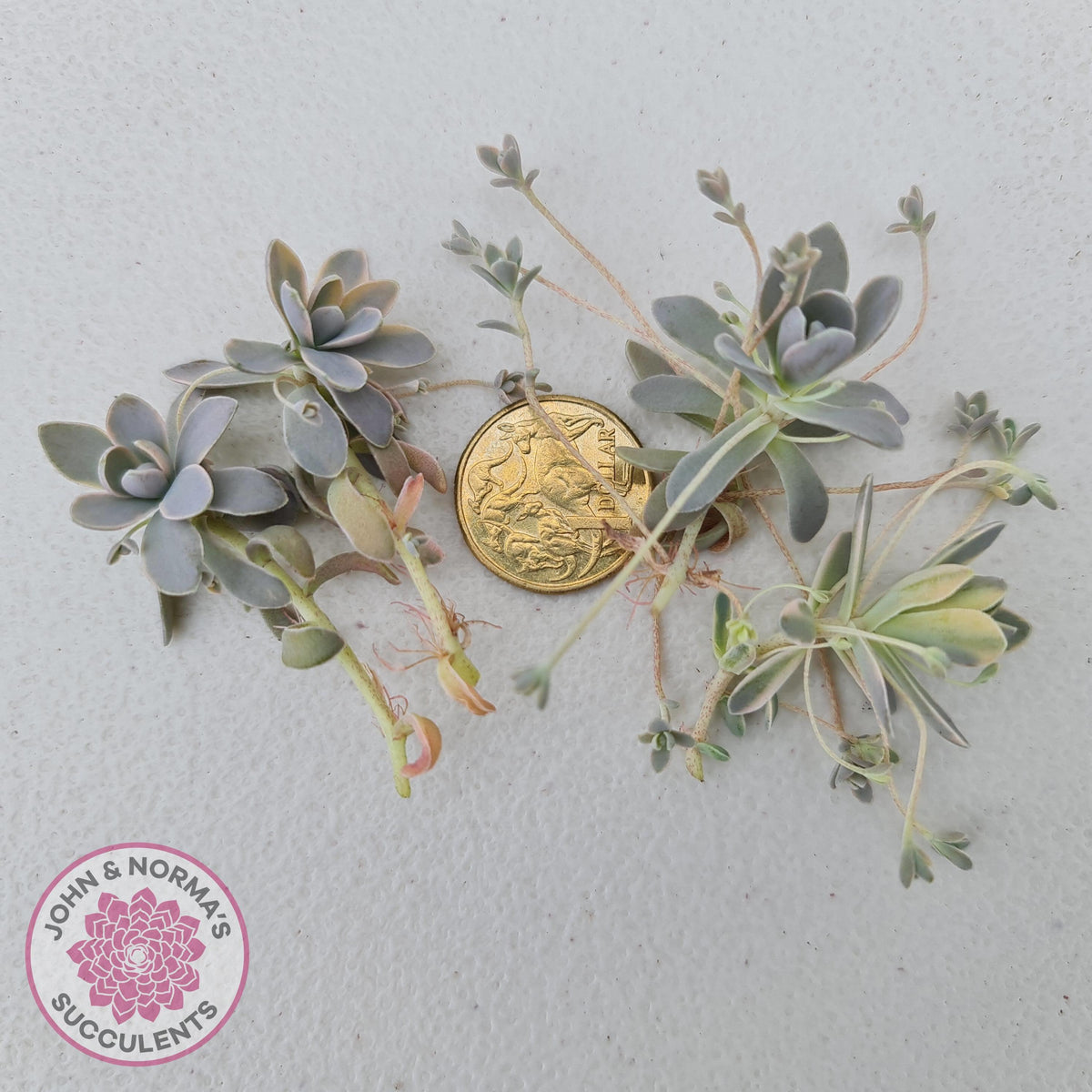 Orostachys iwarenge var. boehmeri - Variegated Chinese Dunce Cap - Cuttings x 4