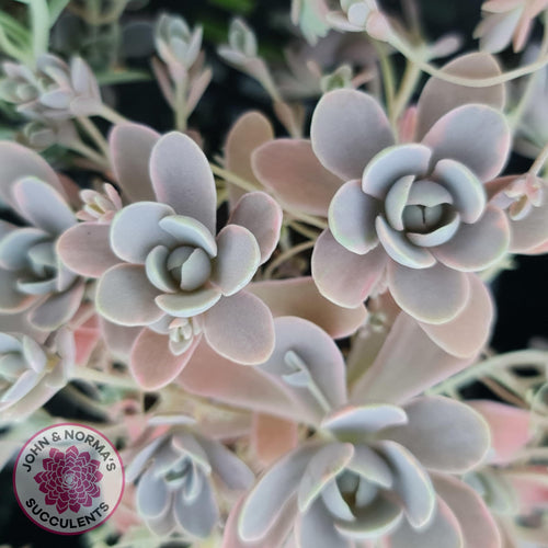 Orostachys iwarenge var. boehmeri - Variegated Chinese Dunce Cap - Cuttings - John & Norma's Succulents