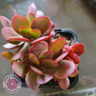 Crassula atropurpurea