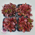 Crassula atropurpurea