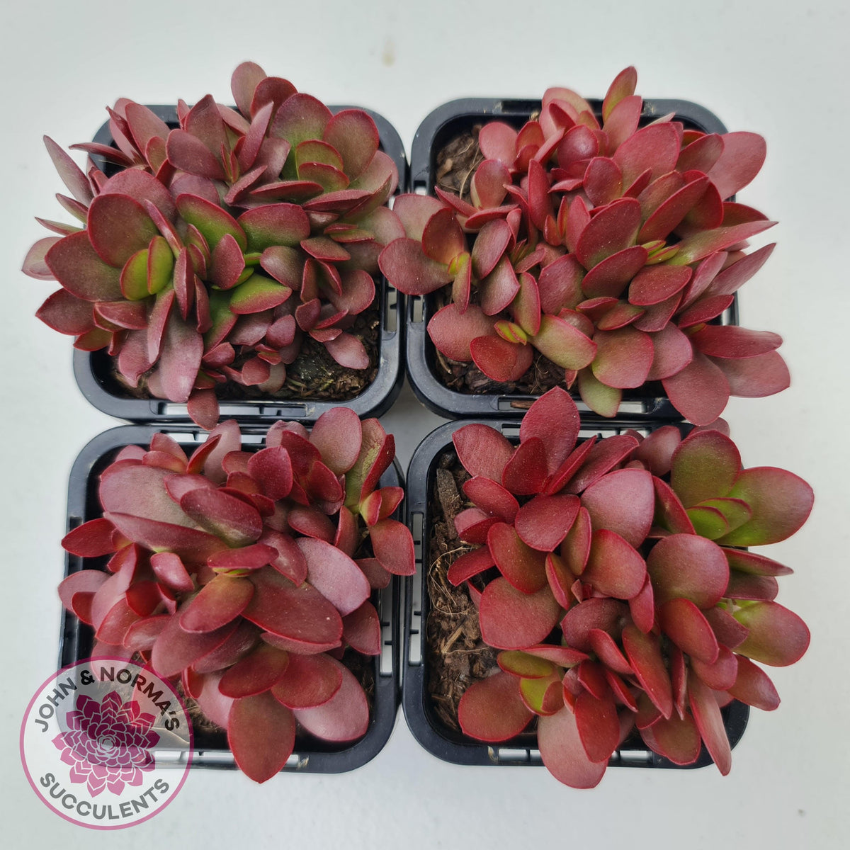 Crassula atropurpurea