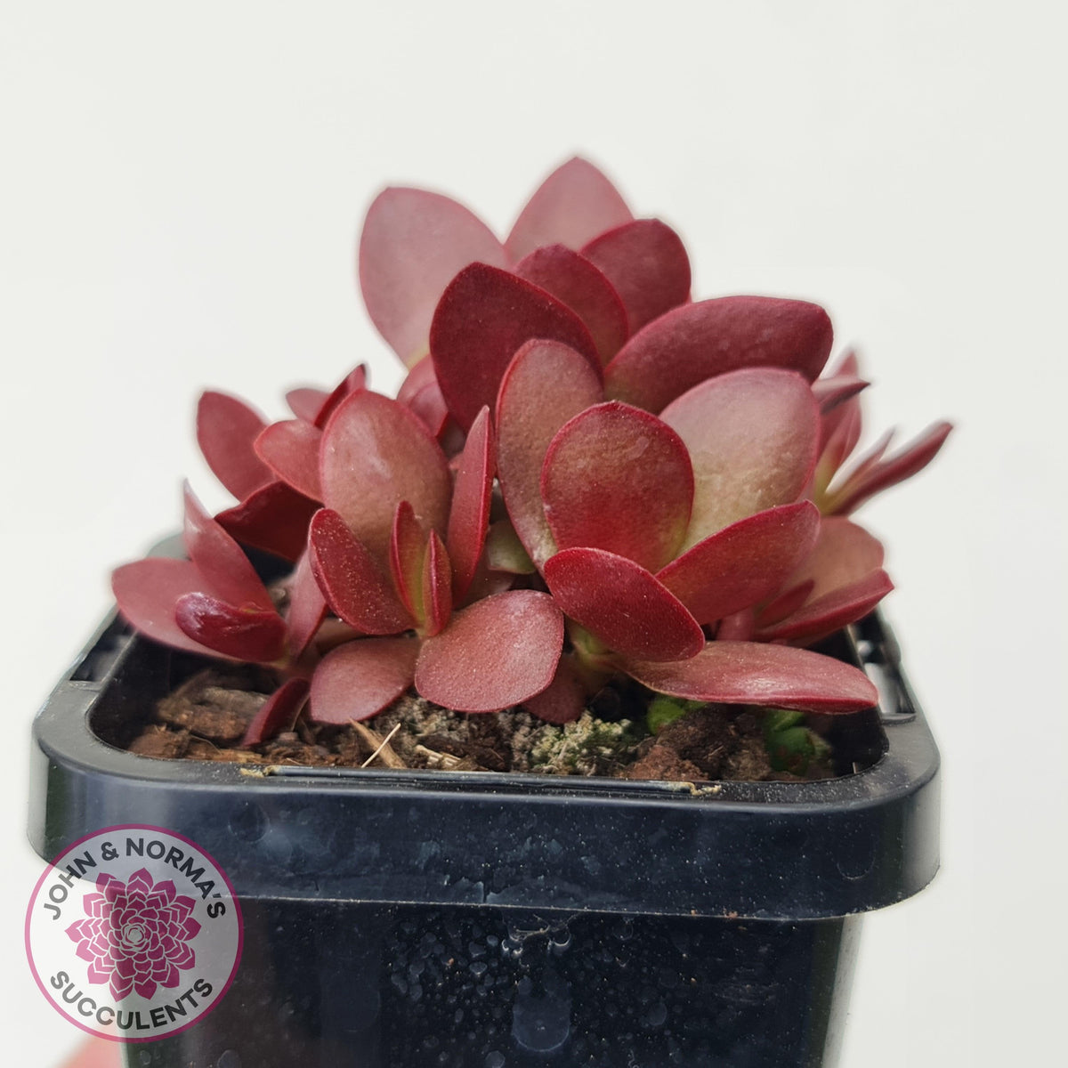 Crassula atropurpurea