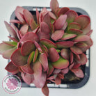 Crassula atropurpurea