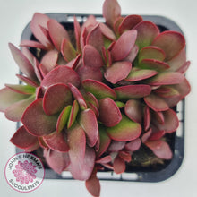 Load image into Gallery viewer, Crassula atropurpurea - John &amp; Norma&#39;s Succulents
