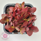 Crassula atropurpurea