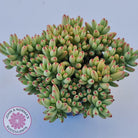 Crassula nudicaulis var. herrei