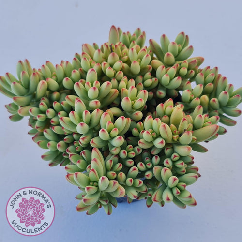 Crassula nudicaulis var. herrei - John & Norma's Succulents