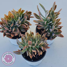 Load image into Gallery viewer, Graptoveria Fred Ives Crest - 100mm Large - John &amp; Norma&#39;s Succulents
