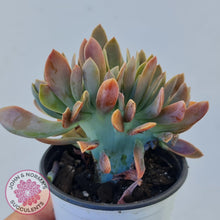 Load image into Gallery viewer, Graptoveria Fred Ives Crest - 100mm Large - John &amp; Norma&#39;s Succulents
