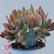 Load image into Gallery viewer, Graptoveria Fred Ives Crest - 100mm Large - John &amp; Norma&#39;s Succulents
