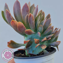 Load image into Gallery viewer, Graptoveria Fred Ives Crest - 100mm Large - John &amp; Norma&#39;s Succulents
