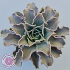 Echeveria 'Madiba' - Pink Lips